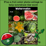 Watermelon Mini Book
