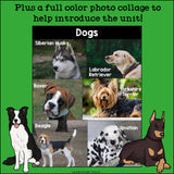 Dogs Mini Book for Early Readers