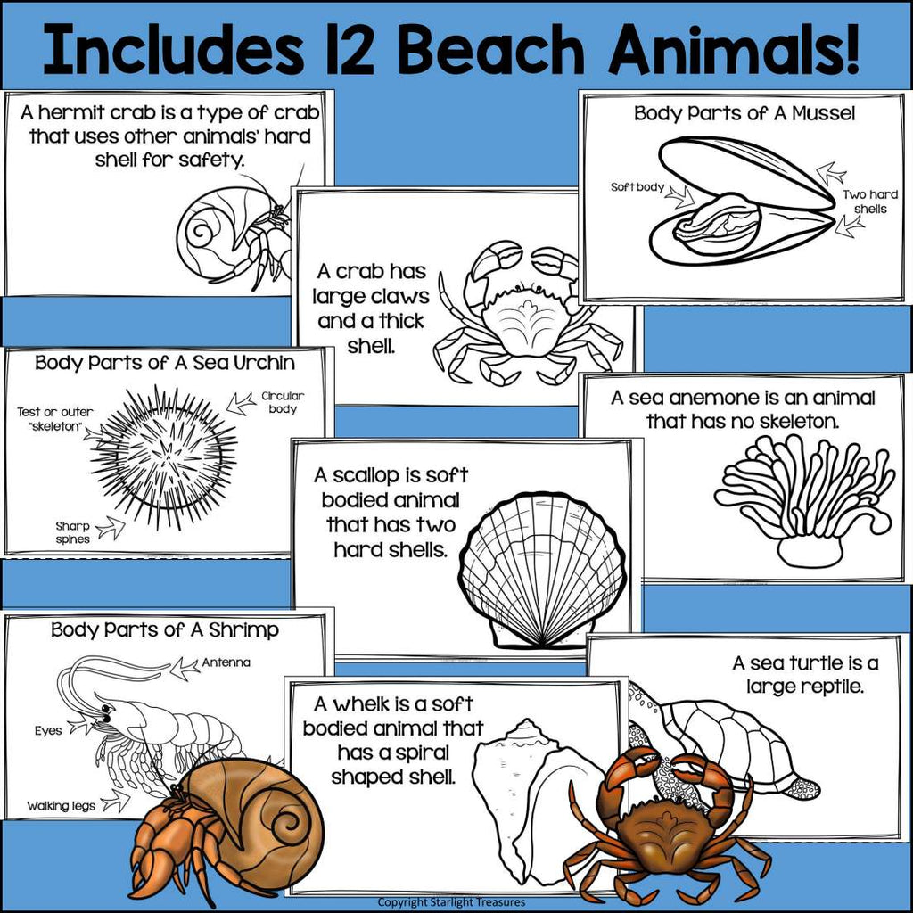 Beach Mini Book for Early Readers: Beach Animals