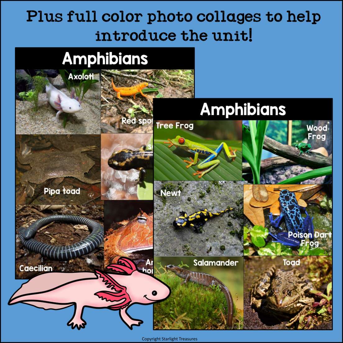 Amphibians Mini Book for Early Readers: Animal Groups and Classifications