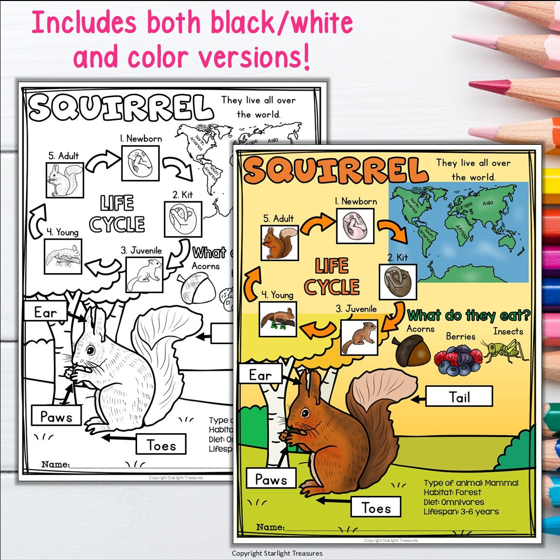 Squirrel Fact Sheet for Early Readers - Animal Study, Squirrel Life Cycle Unit