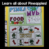 Pineapple Lapbook for Early Learners - Plant Study