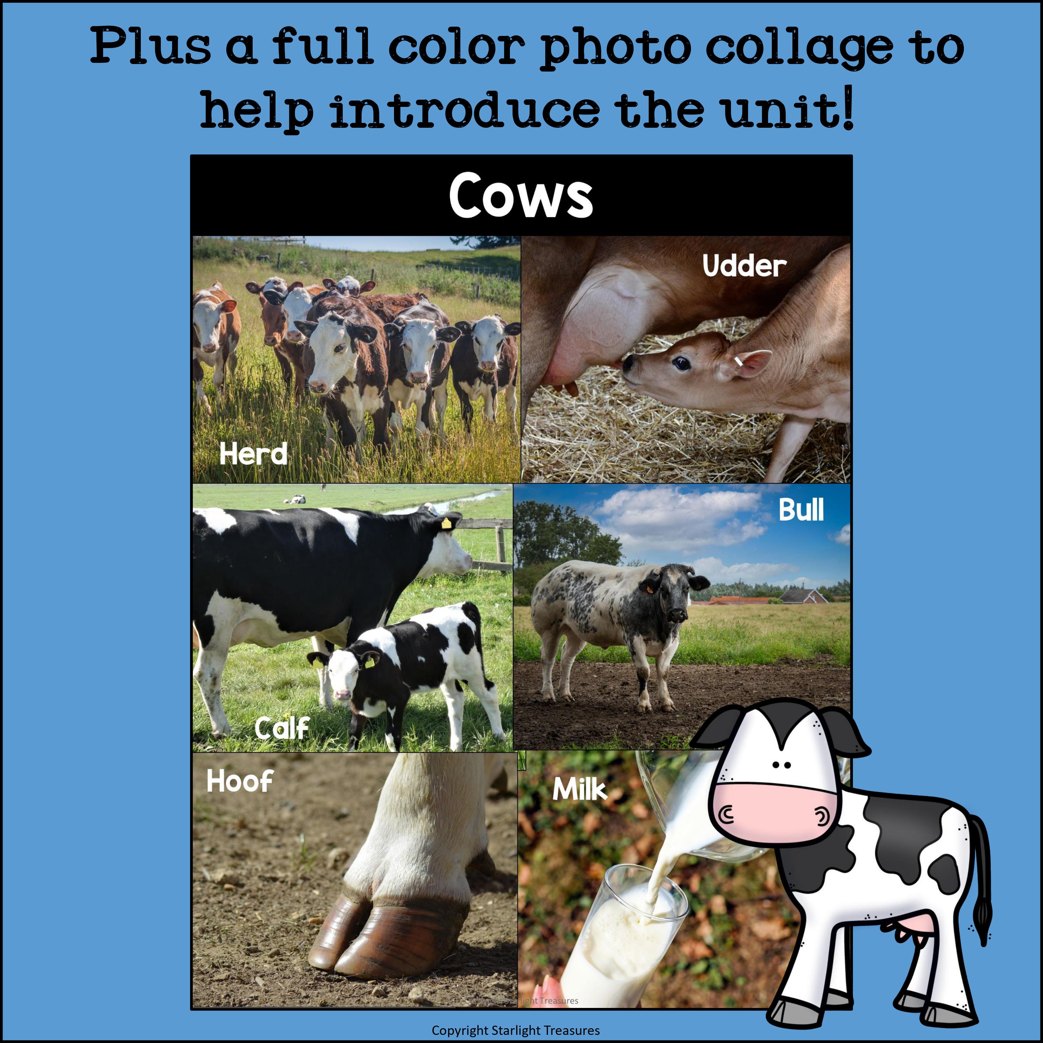 Cows Mini Book for Early Readers - Animal Study