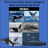 Whales Mini Book for Early Readers
