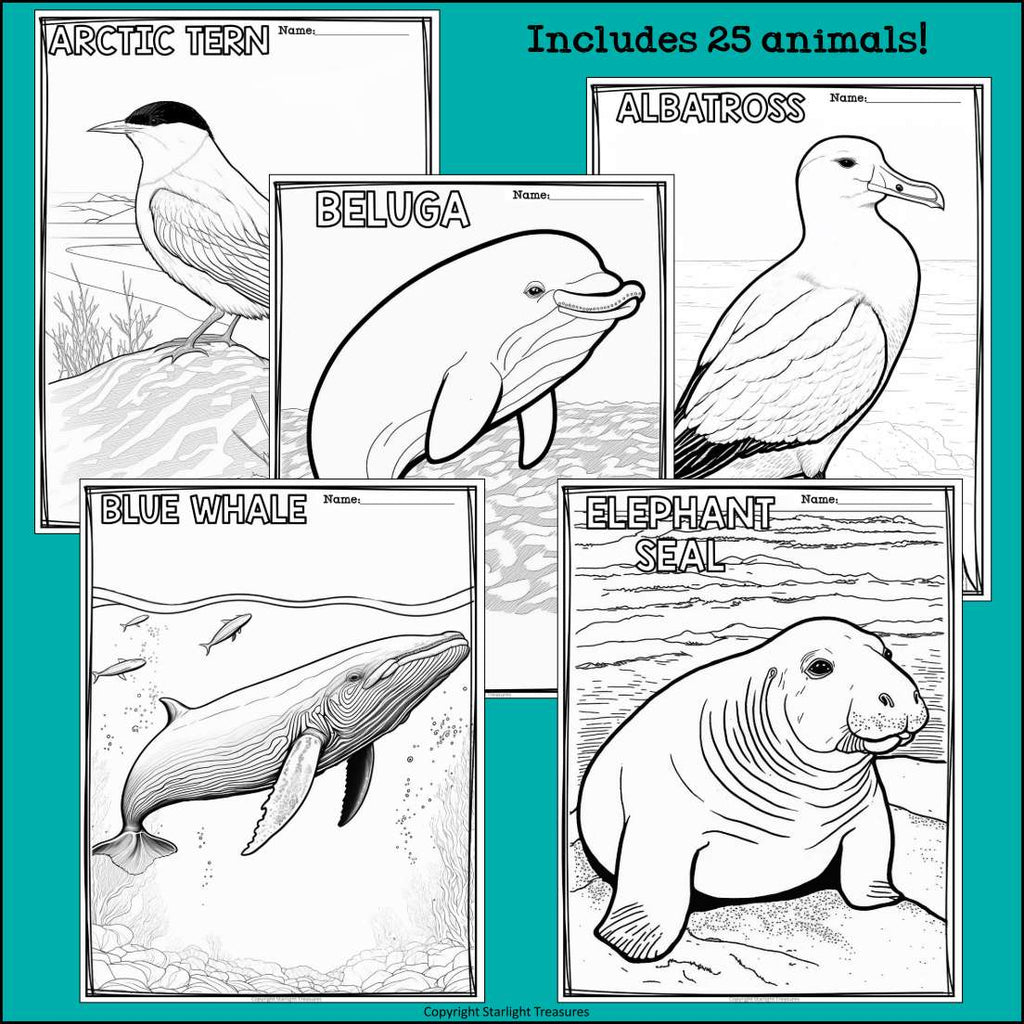 Arctic Animals Research Posters, Coloring Pages - Animal Research Project