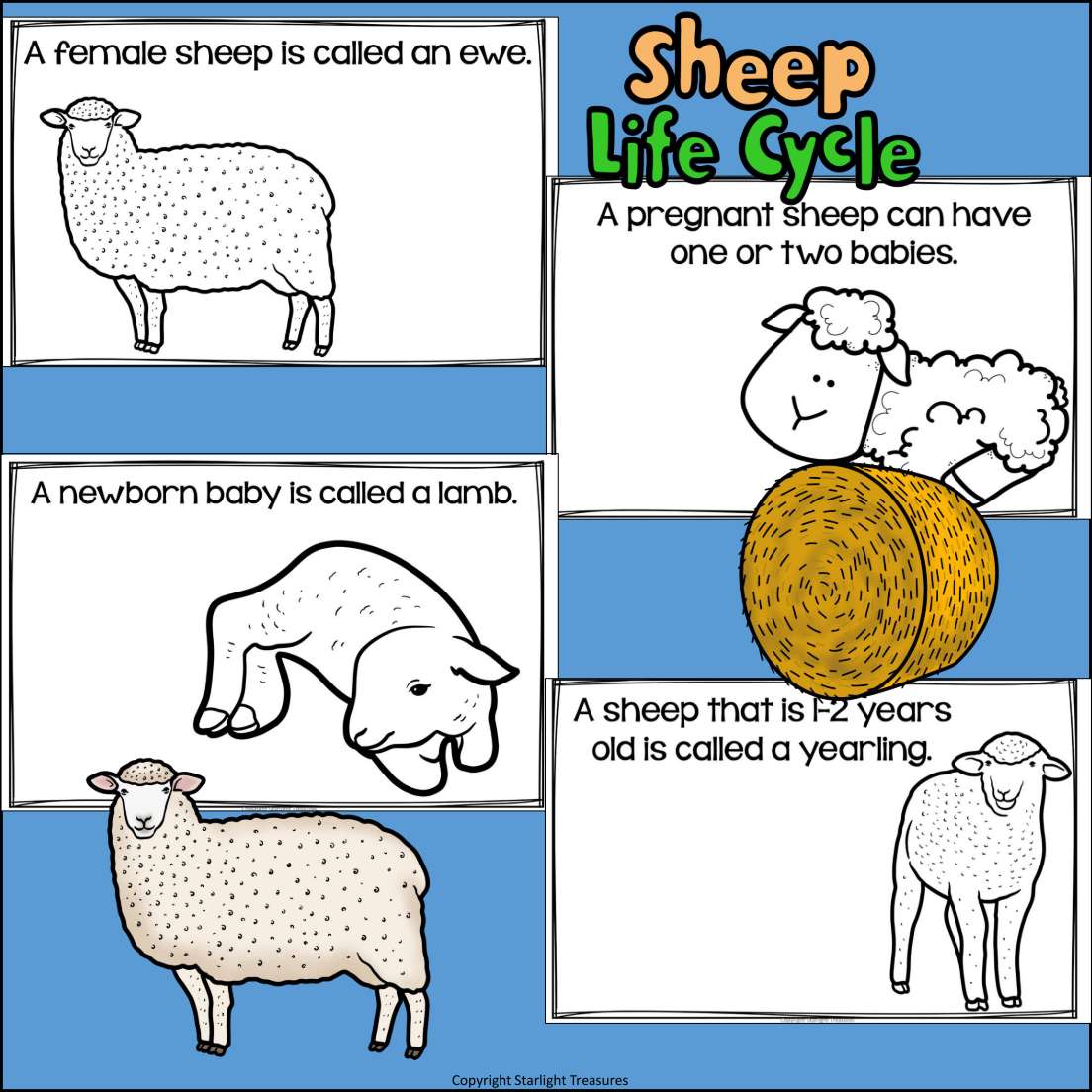 Sheep Mini Book for Early Readers - Animal Study
