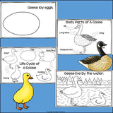Goose Mini Book for Early Readers - Animal Study, Geese, Goose