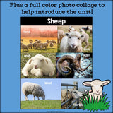 Sheep Mini Book for Early Readers - Animal Study