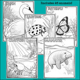 Wetland Animals Research Posters, Coloring Pages - Animal Research Project