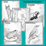 Woodland Animals Research Posters, Coloring Pages - Animal Research Project