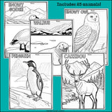 Arctic Animals Research Posters, Coloring Pages - Animal Research Project