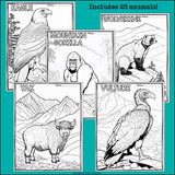 Mountain Animals Research Posters, Coloring Pages - Animal Research Project