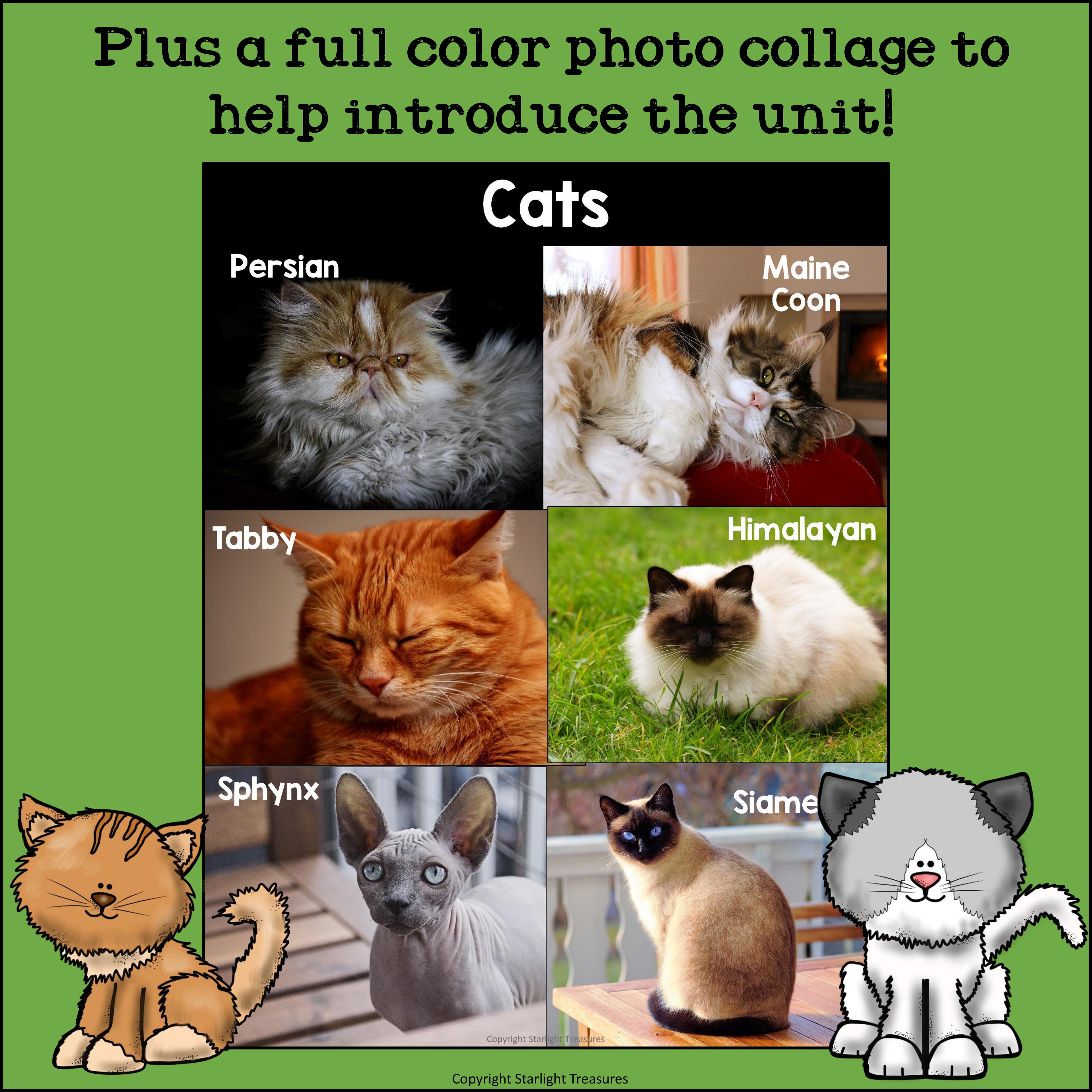 Cats Mini Book for Early Readers