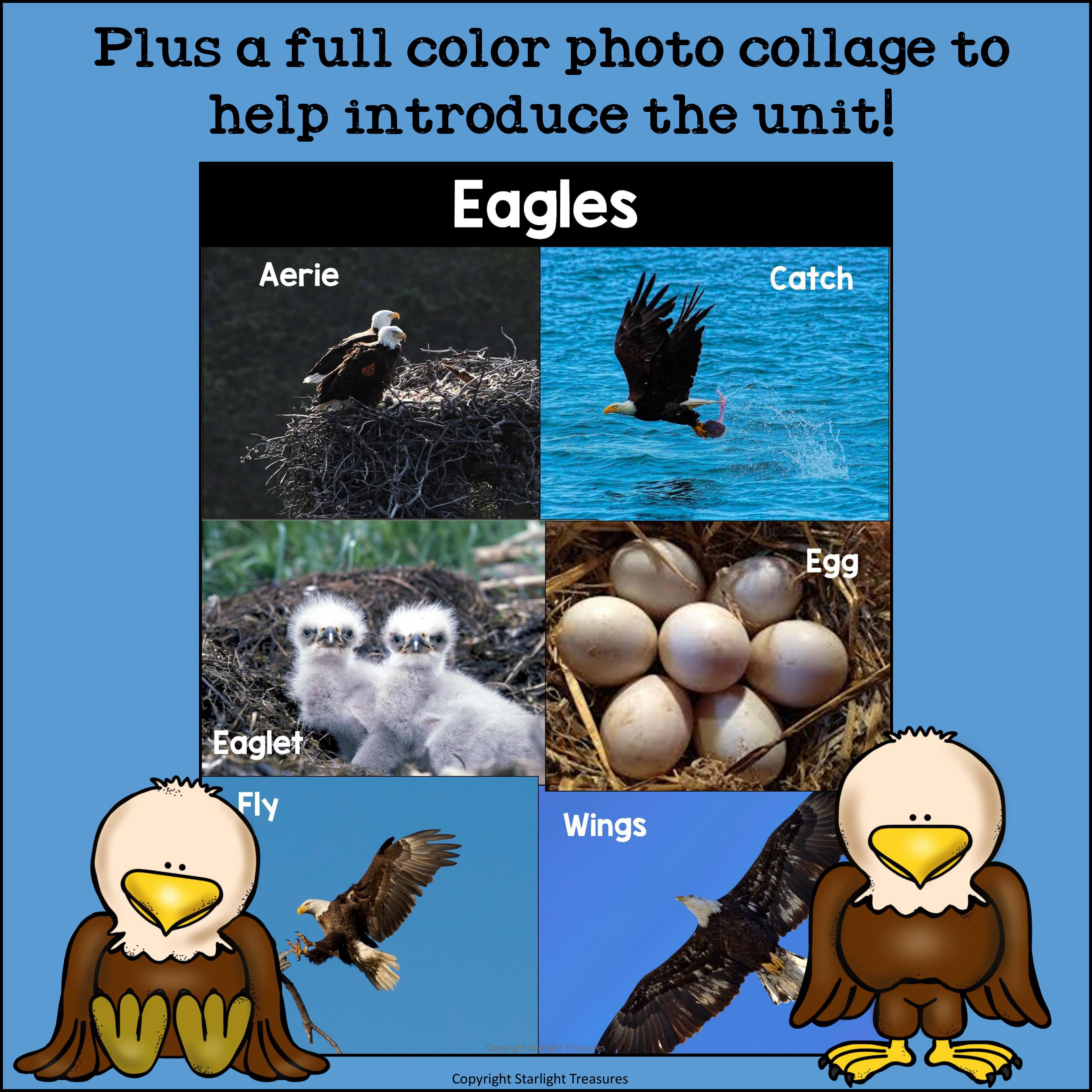 Eagles Mini Book for Early Readers: Bald Eagles