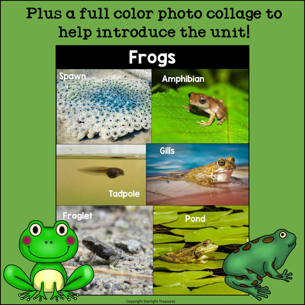 Frogs Mini Book for Early Readers