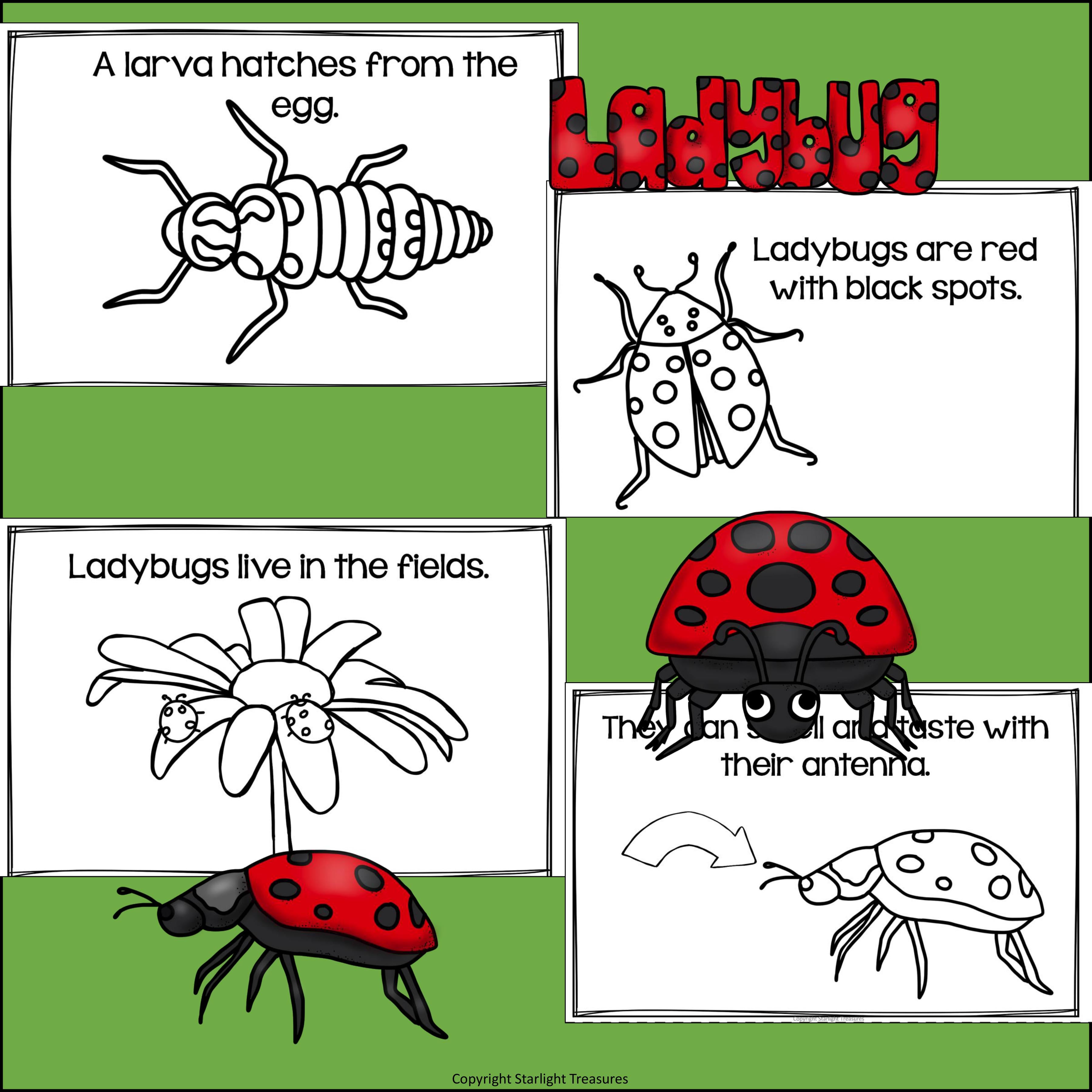 Ladybugs Mini Book for Early Readers