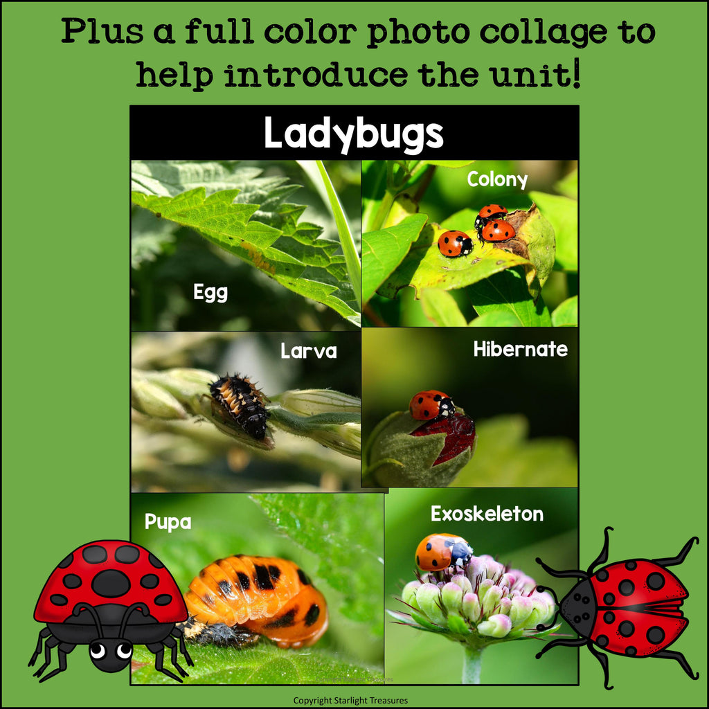Ladybugs Mini Book for Early Readers