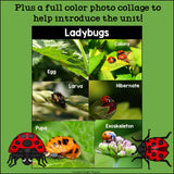 Ladybugs Mini Book for Early Readers