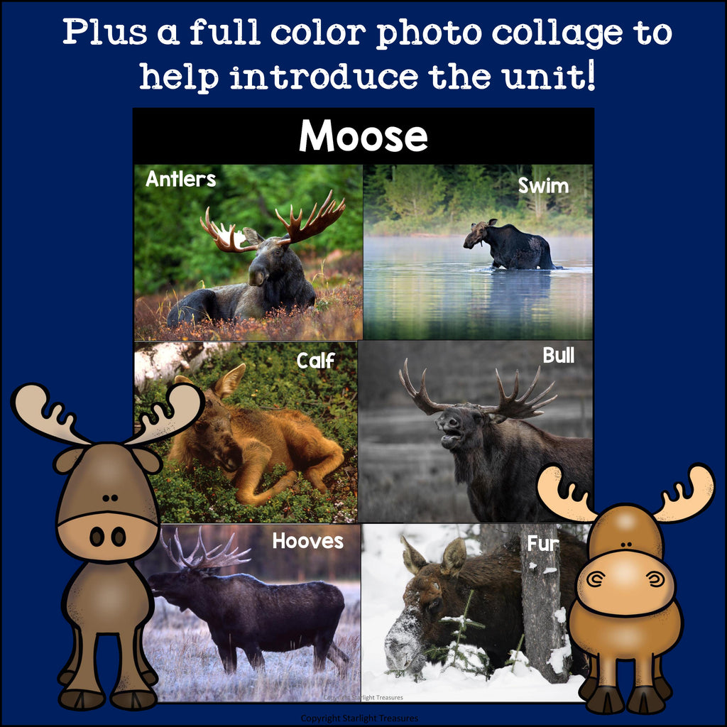 Moose Mini Book for Early Readers