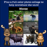 Moose Mini Book for Early Readers