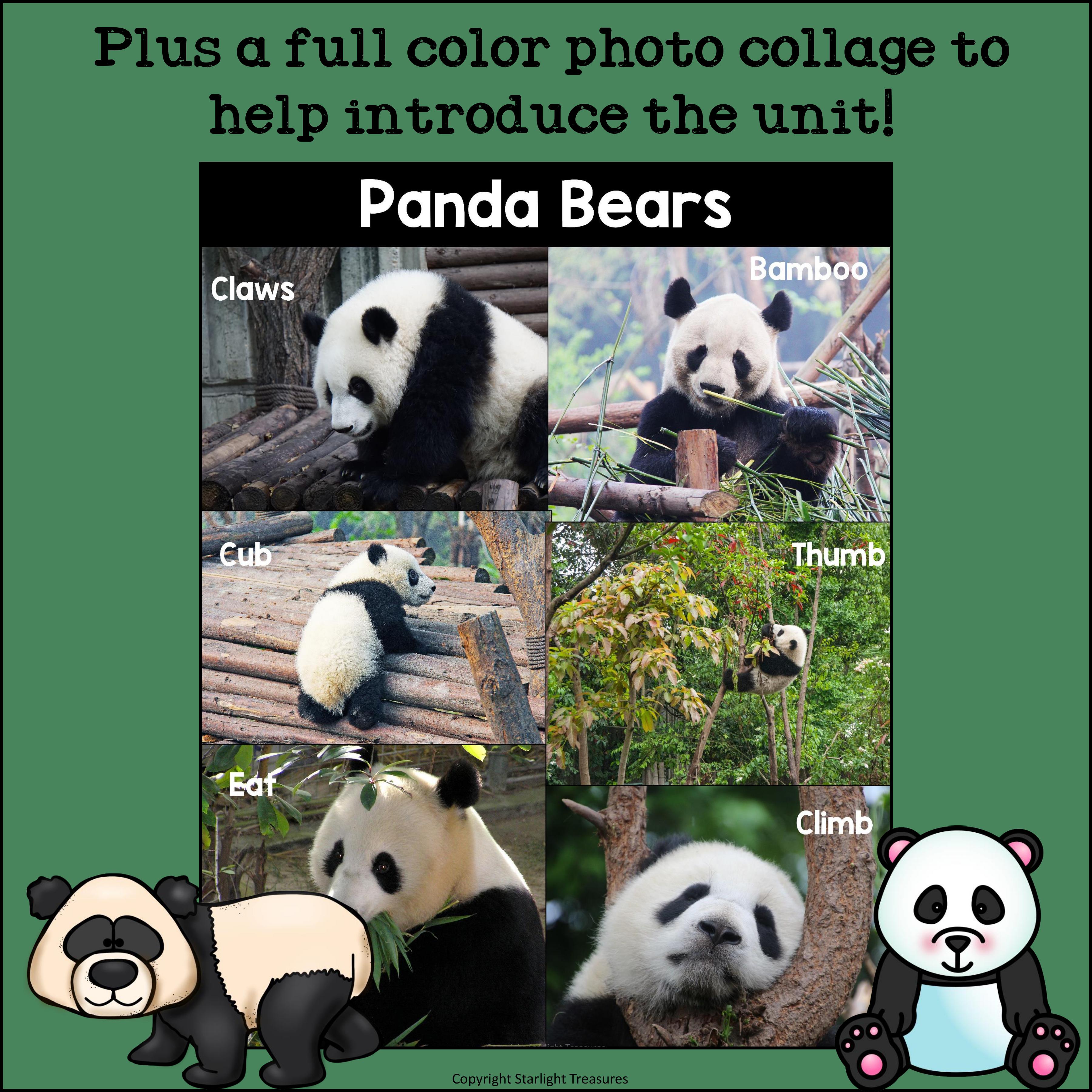 Panda Bears Mini Book for Early Readers