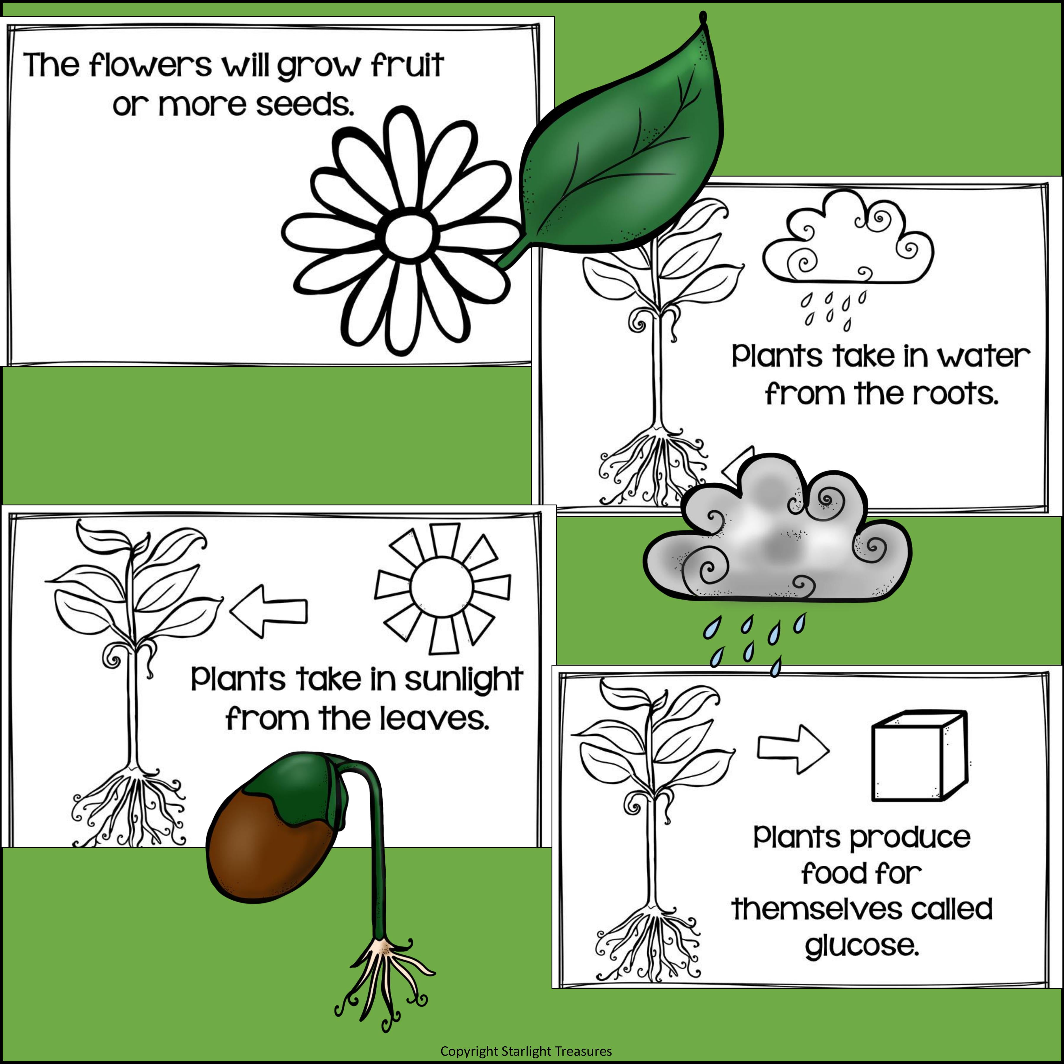 Plants Mini Book for Early Readers: Photosynthesis