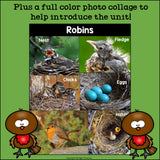 Robins Mini Book for Early Readers