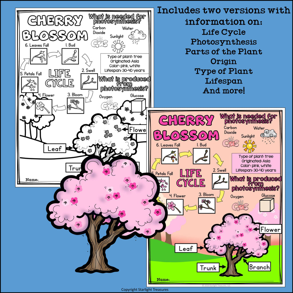 Cherry Blossom Fact Sheet for Early Readers