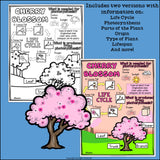 Cherry Blossom Fact Sheet for Early Readers