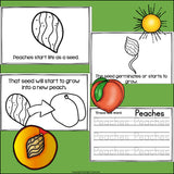 Peach Mini Book for Early Readers