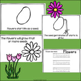 Flowers Mini Book for Early ReadersFlowers Mini Book for Early Readers