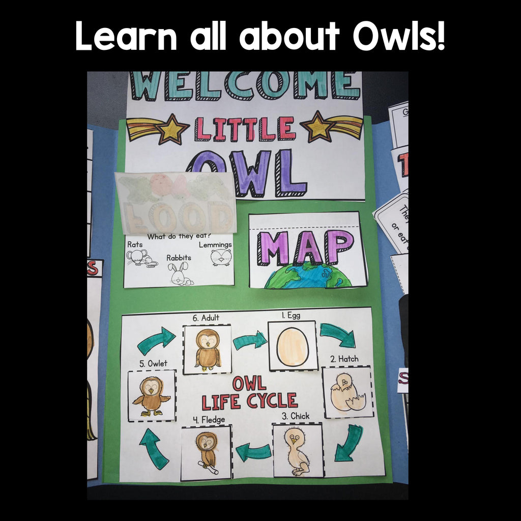 Owls Lapbook for Early Learners 