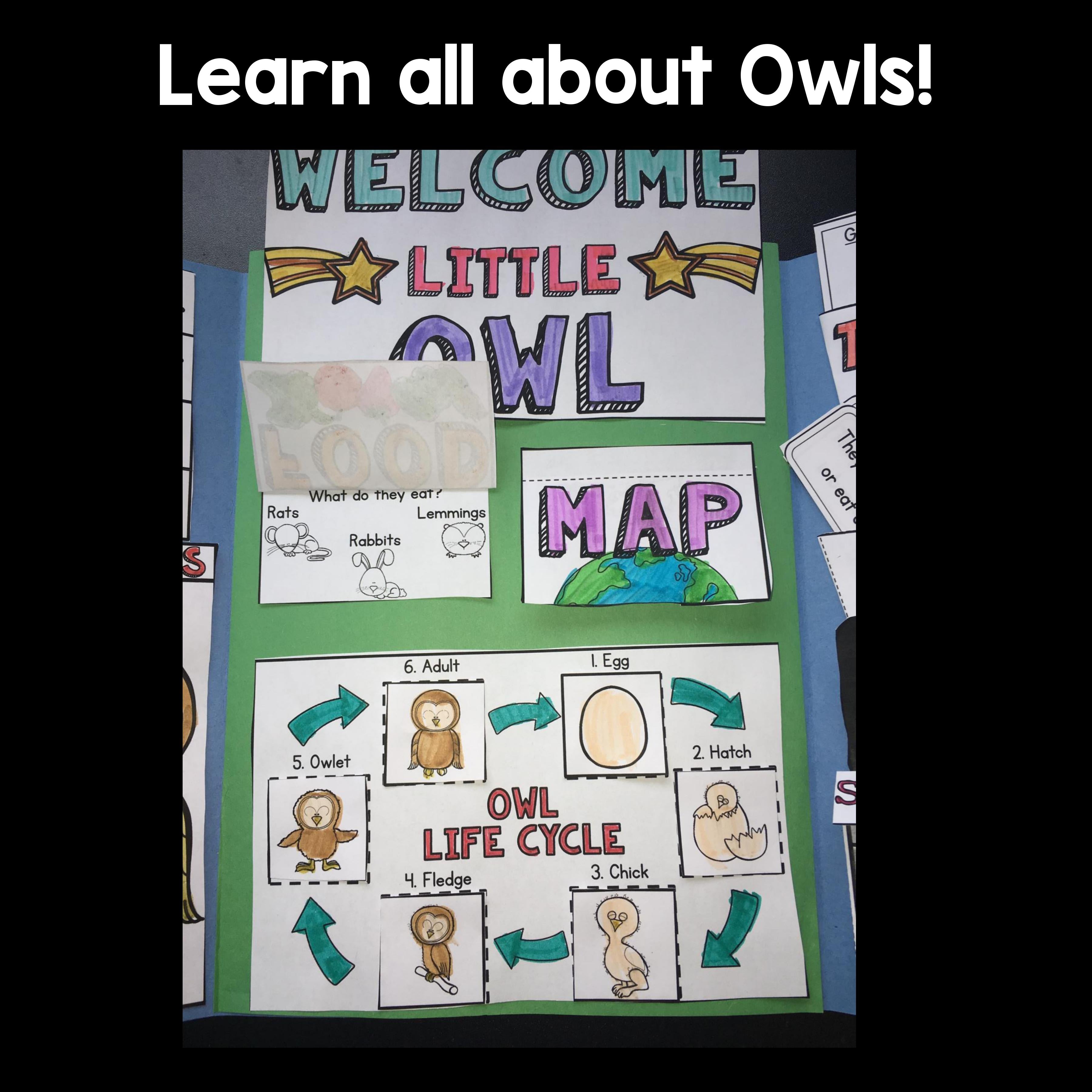 Owls Lapbook for Early Learners 