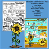 Sunflower Fact Sheet for Early Readers