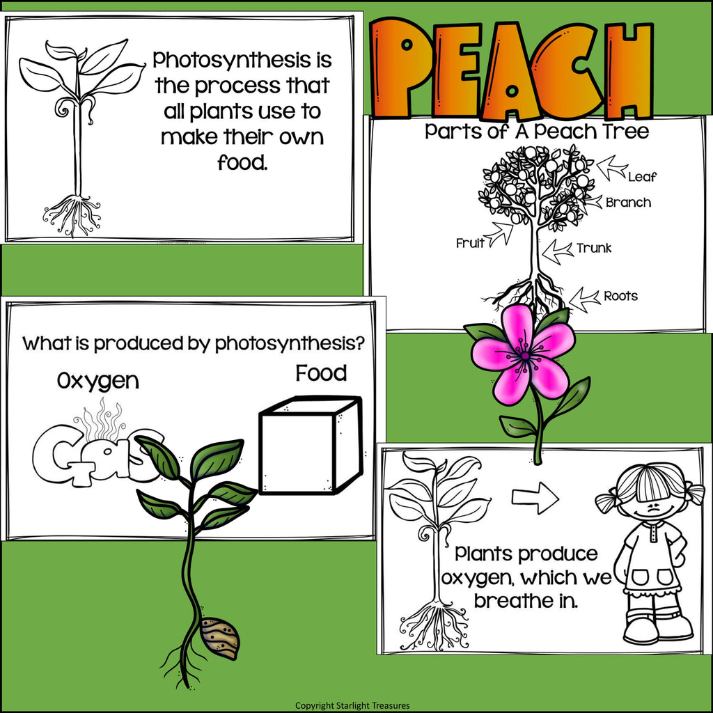 Peach Mini Book for Early Readers