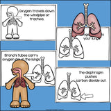 Human Body Systems: Respiratory System Mini Book for Early Readers