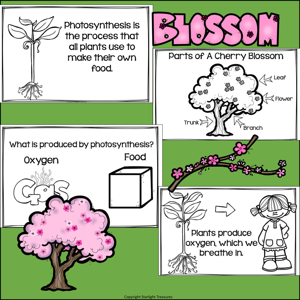 Cherry Blossom Mini Book for Early Readers