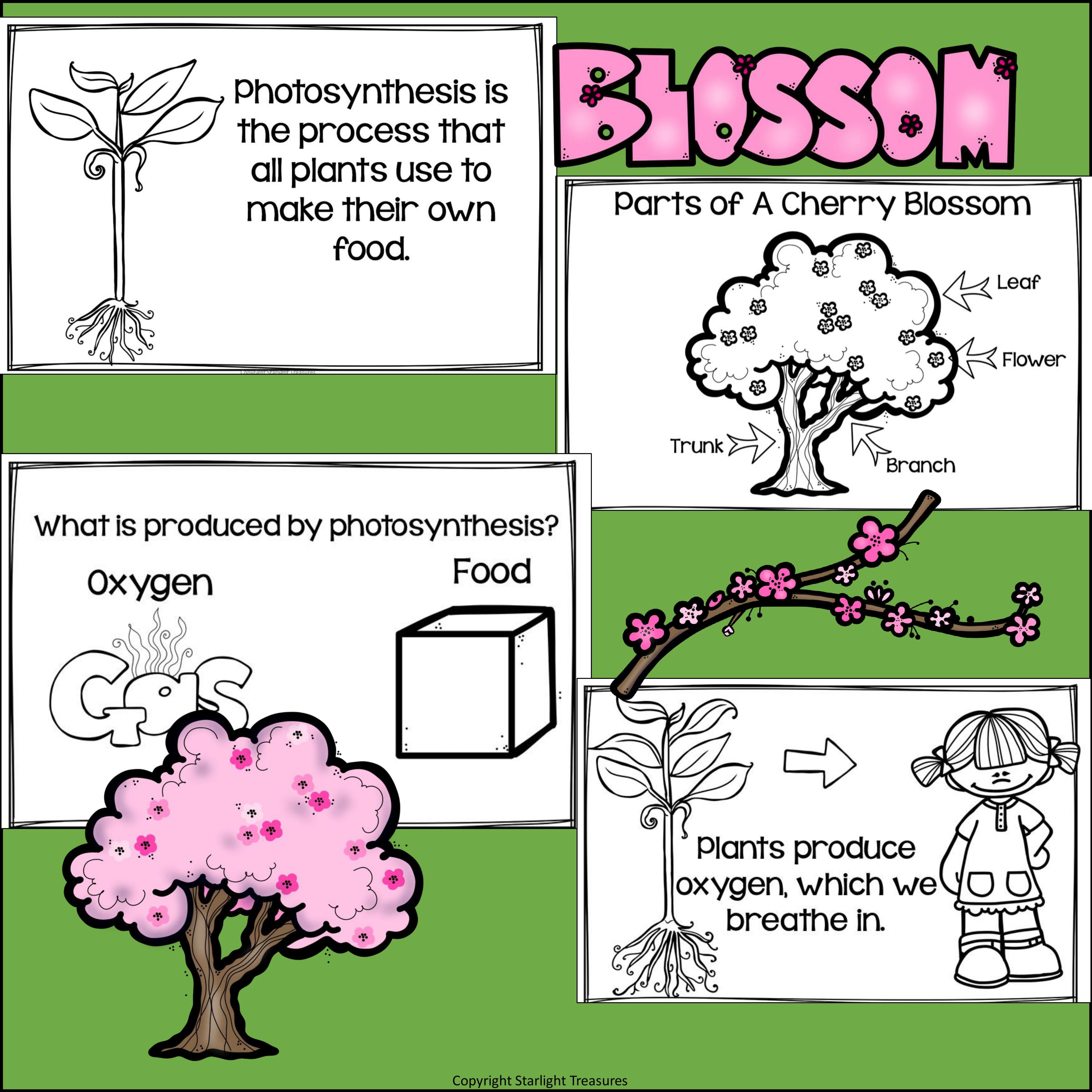 Cherry Blossom Mini Book for Early Readers