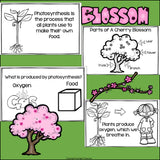 Cherry Blossom Mini Book for Early Readers