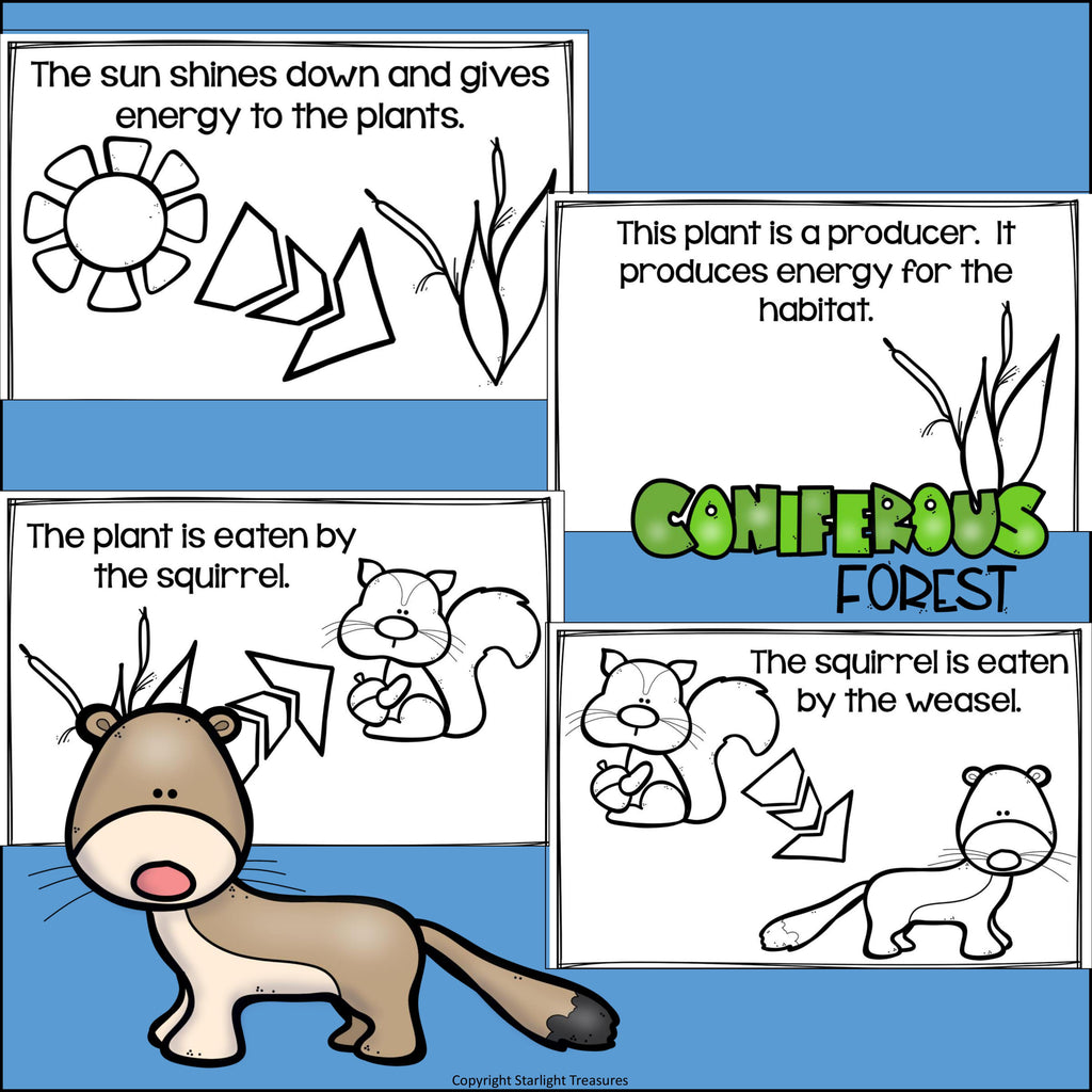 Coniferous Forest Food Chain Mini Book