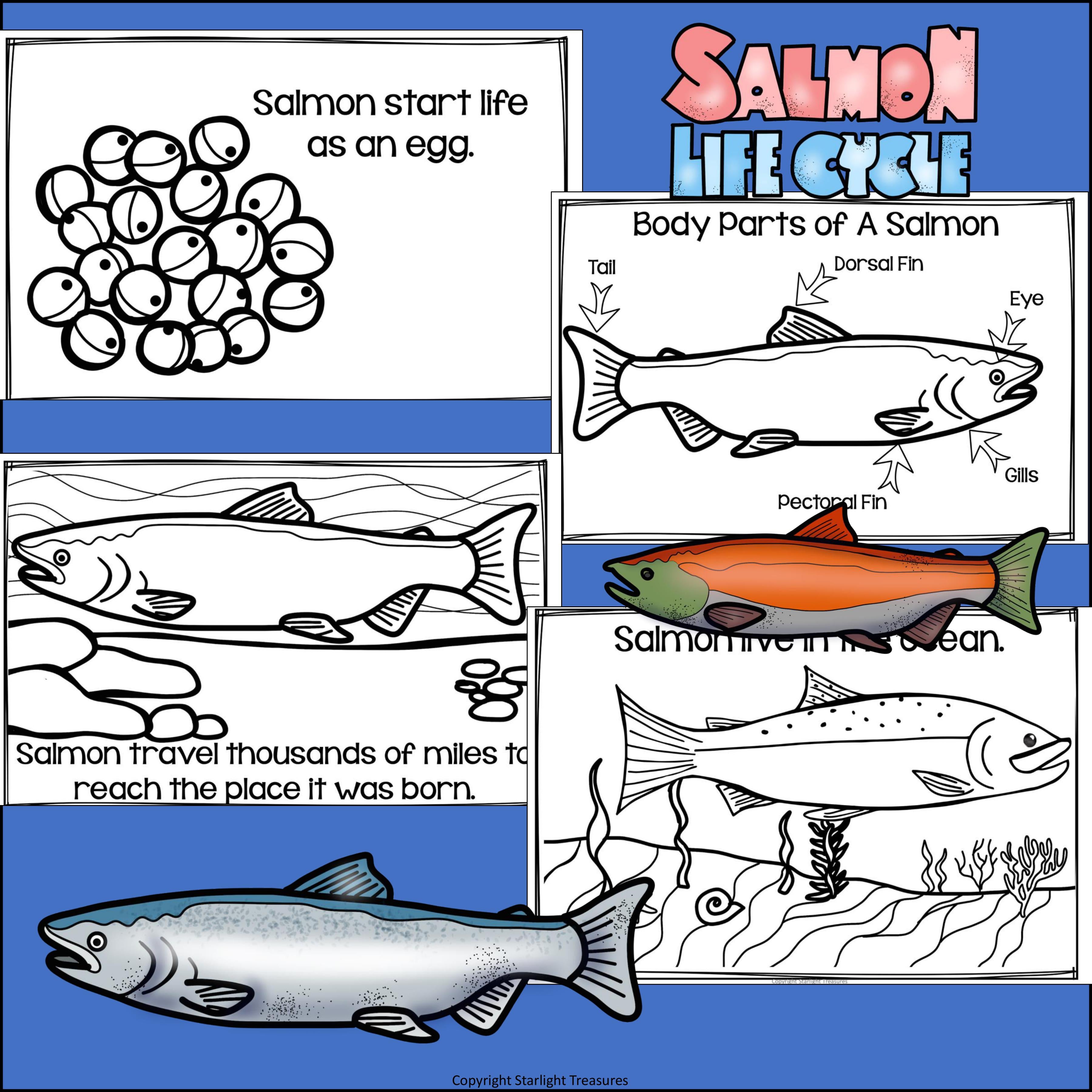 Salmon Mini Book for Early Readers