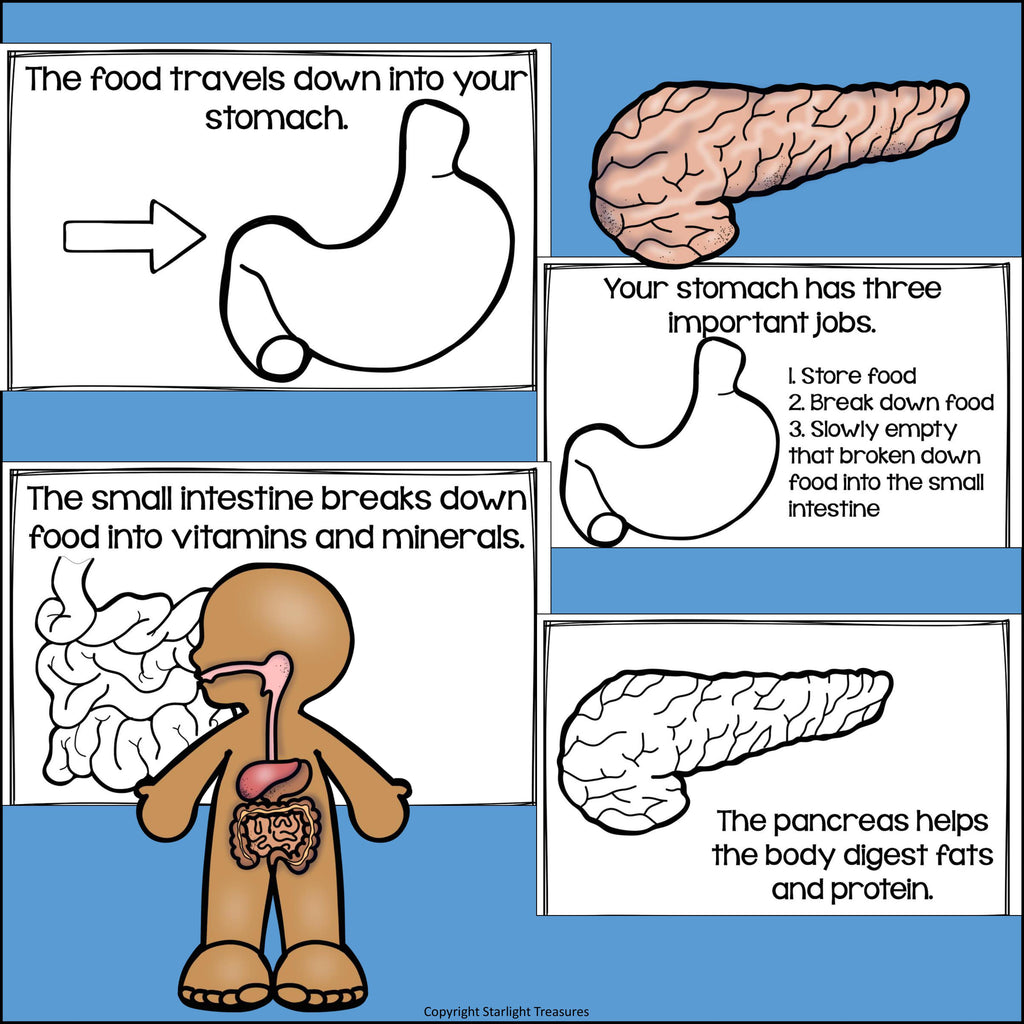 Human Body Systems: Digestive System Mini Book for Early Readers