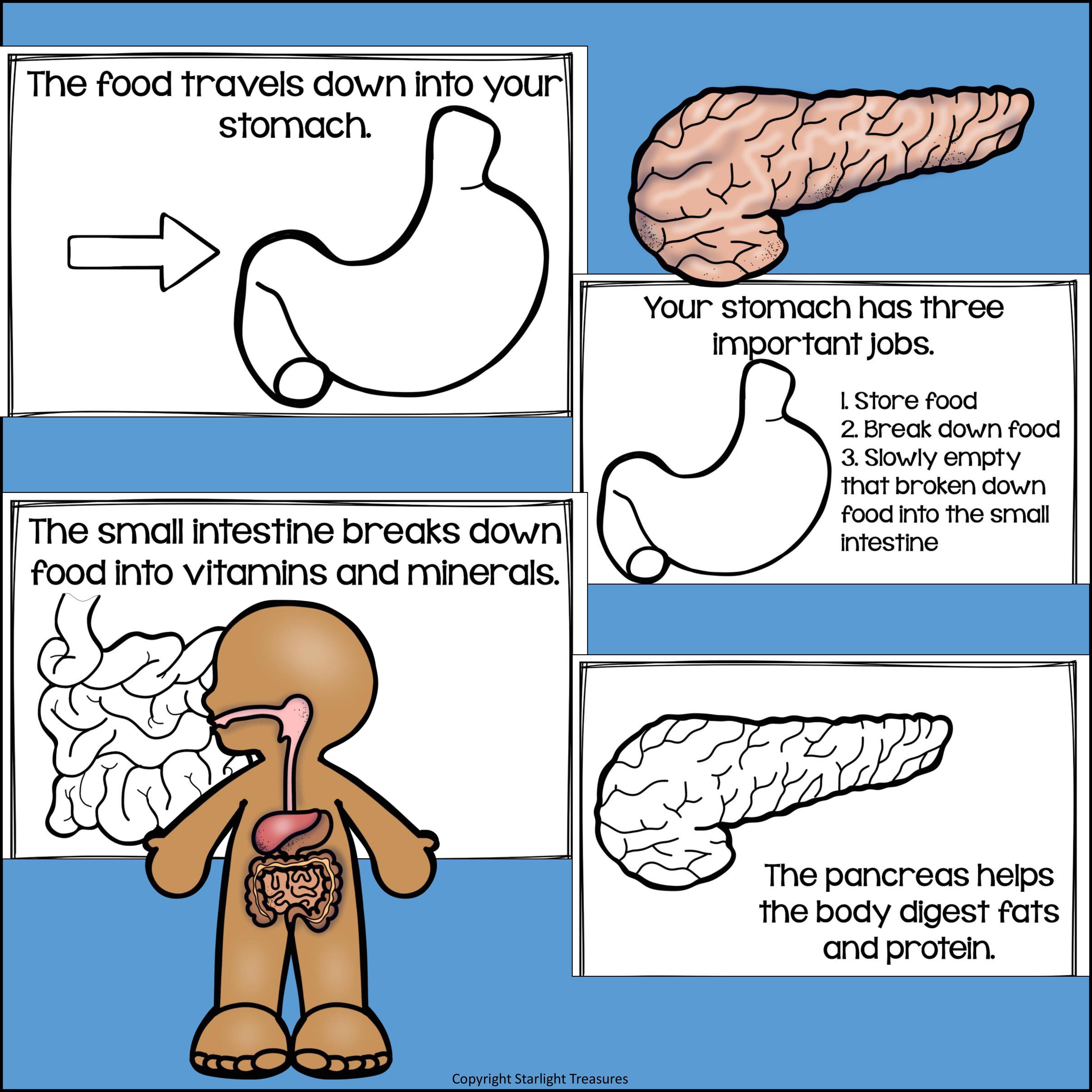 Human Body Systems: Digestive System Mini Book for Early Readers