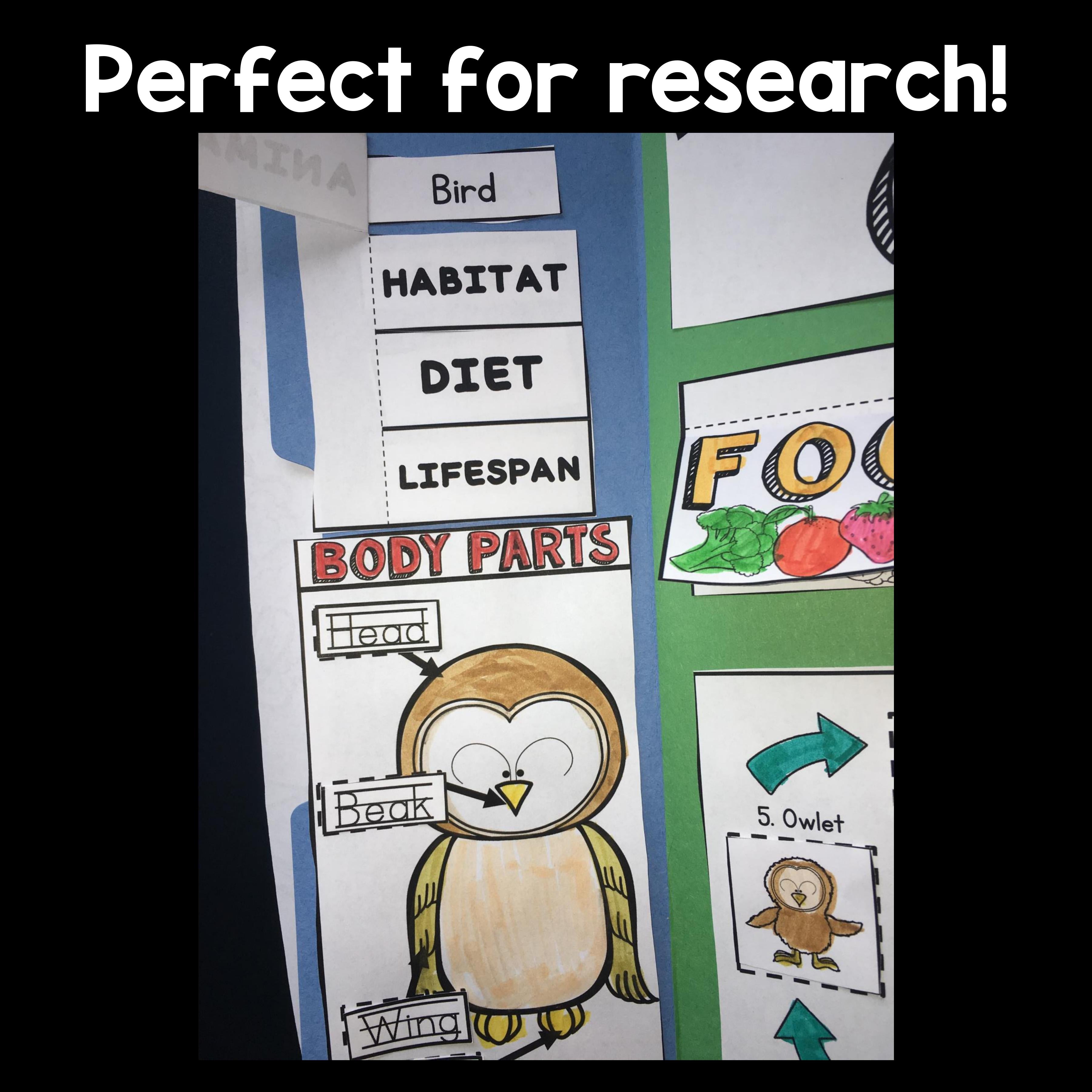 Owls Lapbook for Early Learners 