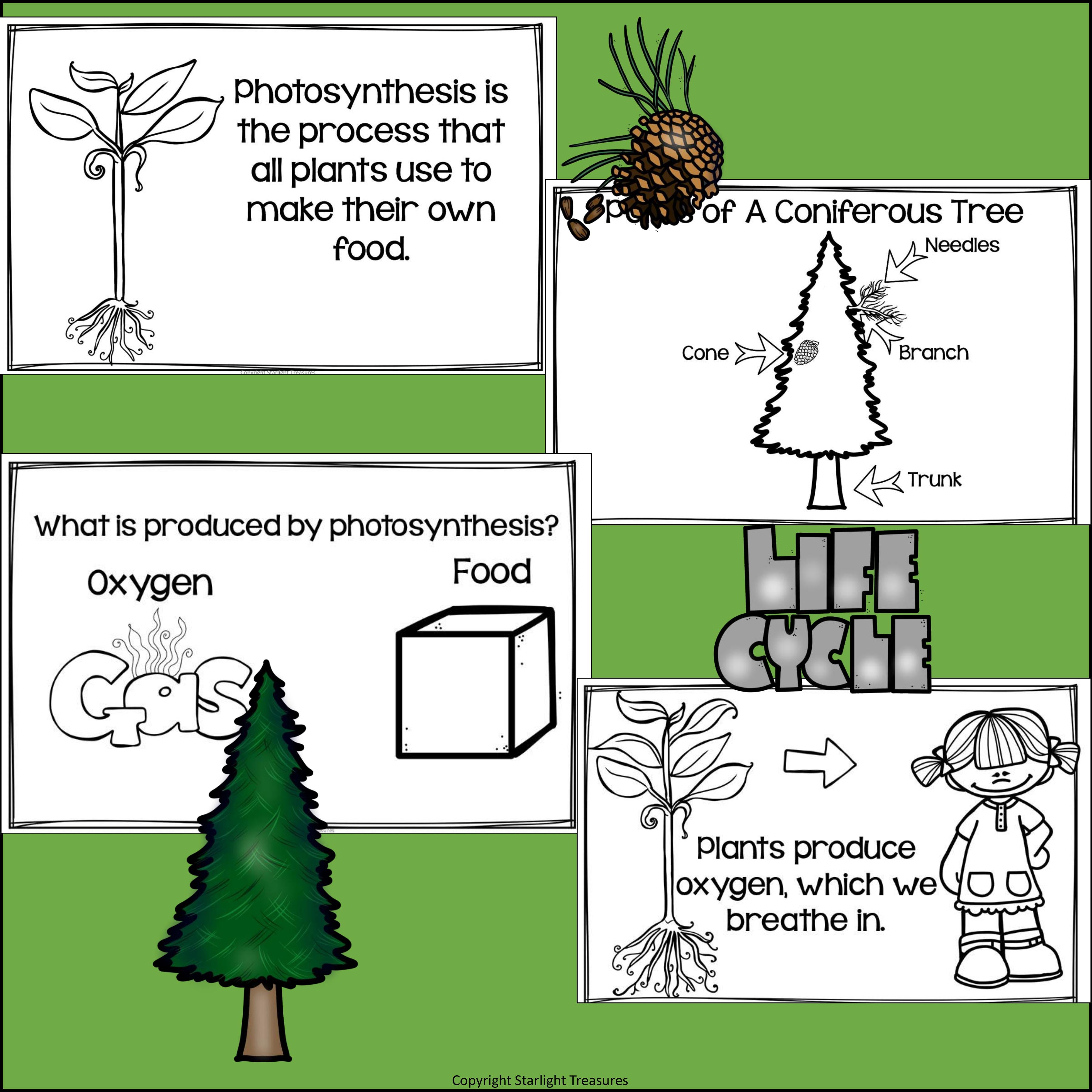 Trees Mini Book for Early Readers