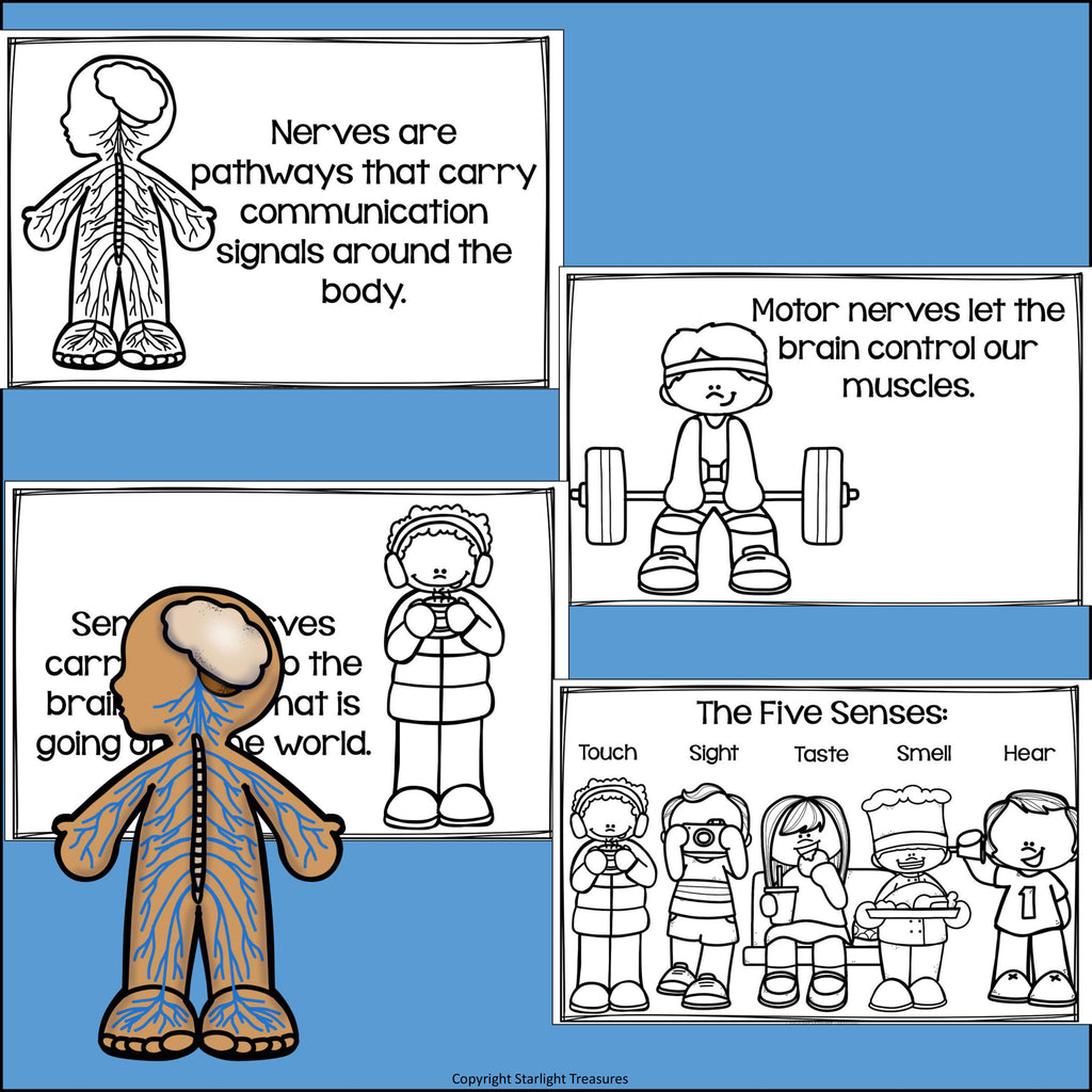 Human Body Systems: Nervous System Mini Book for Early Readers