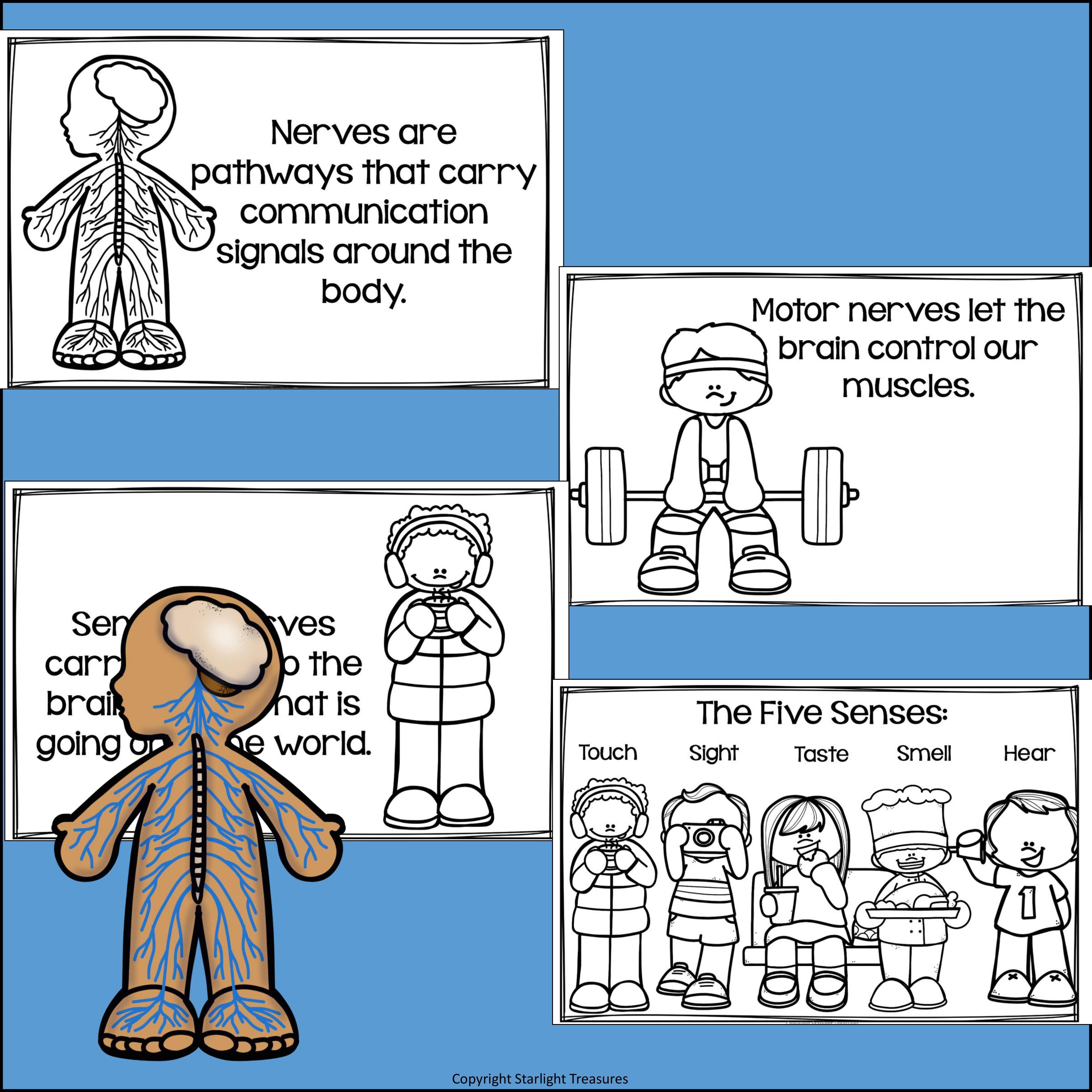 Human Body Systems: Nervous System Mini Book for Early Readers