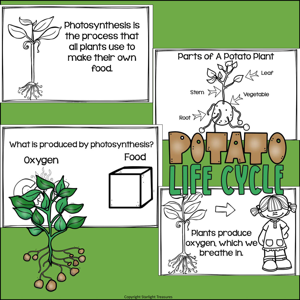 Potato Mini Book for Early Readers