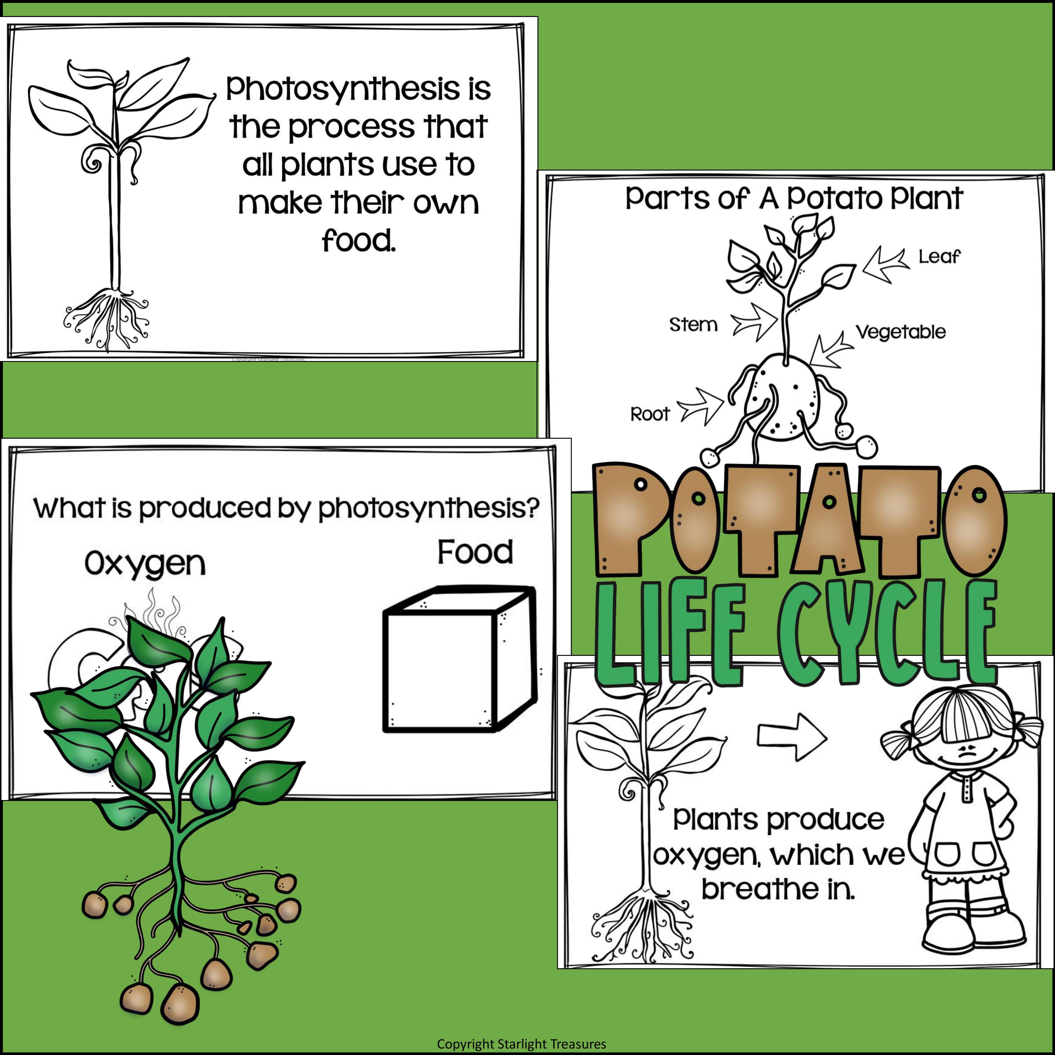 Potato Mini Book for Early Readers