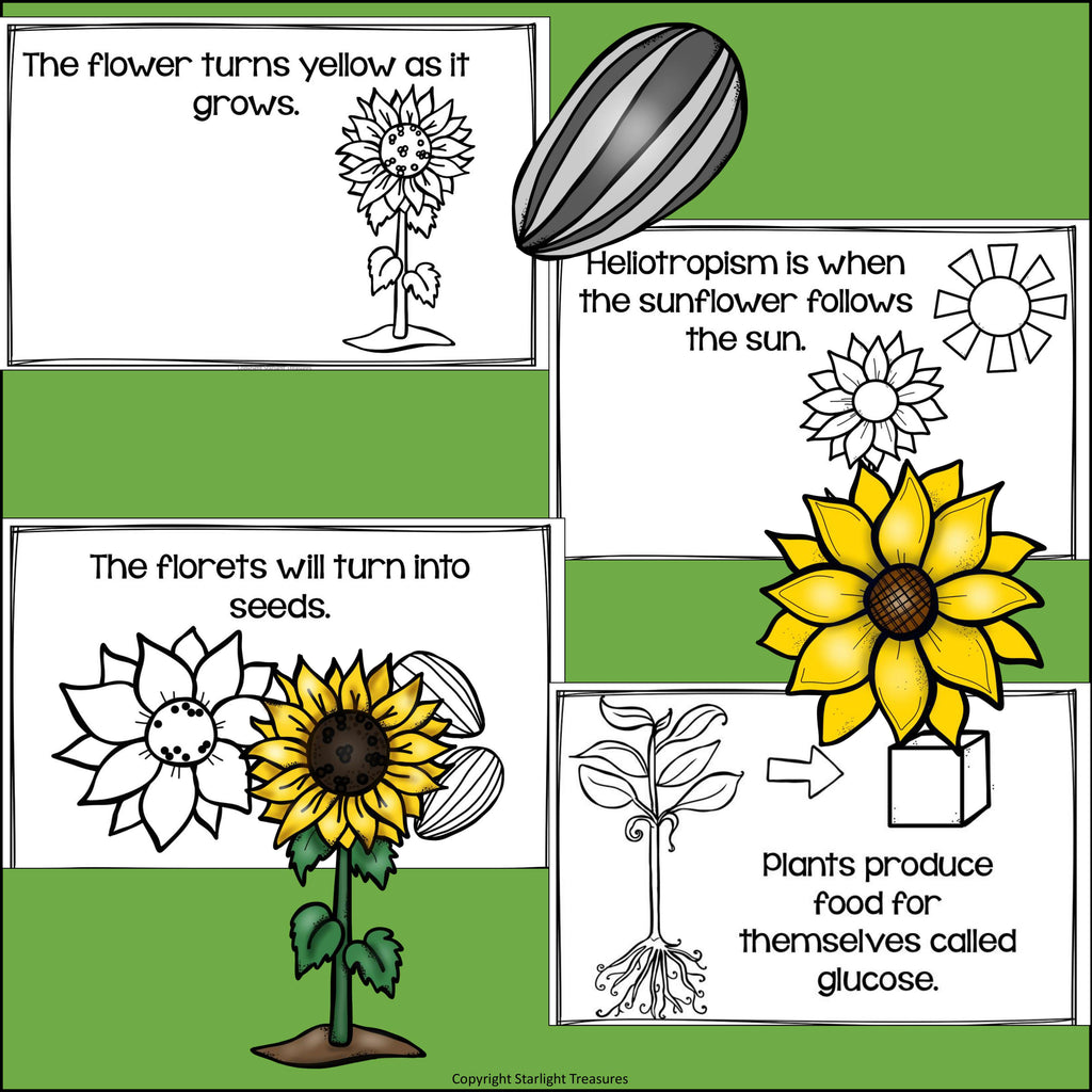 Sunflowers Mini Book for Early Readers